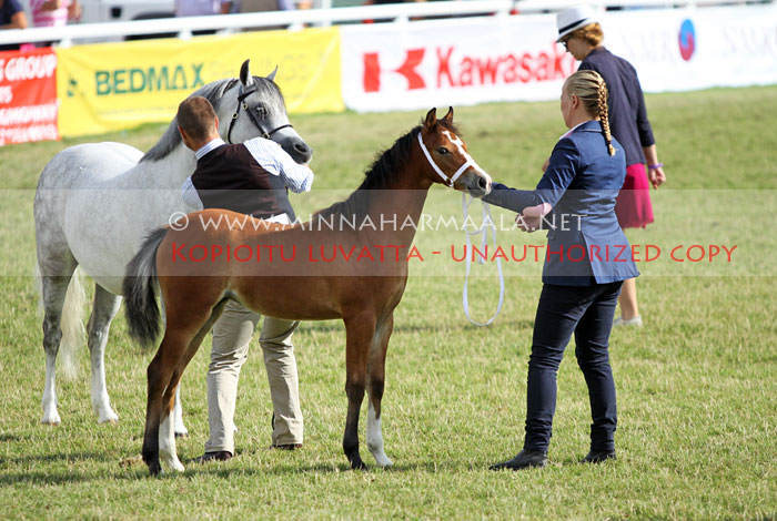 stougjeshoeve_foal_5116.jpg