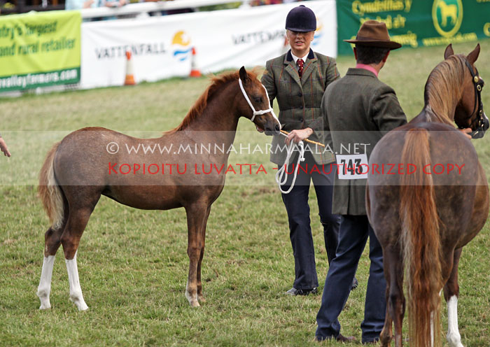 westaire_foal_5505.jpg