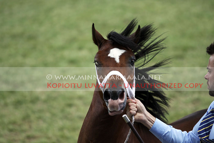 rhoswen_guardsman_6246.jpg