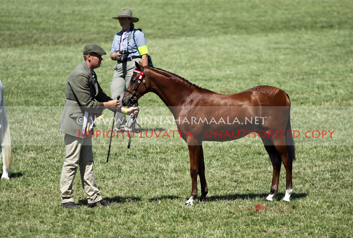 tuscany_aus_royal_jubilee_6497.jpg